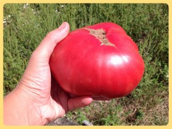 Как томаты могут вырасти такими большими?