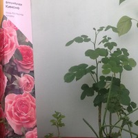 Черенкование розы, купленной в феврале