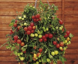 ��������� ��������, �������.