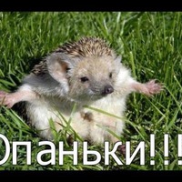 И вернулся наш Котя с прогулки! да не один!!!