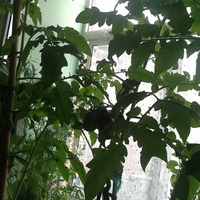 Якобы низкорослые помидорки растут у Кукарачи дома