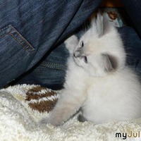 Кошкотерапия - это по нашему!