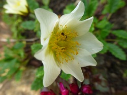   ( Dryas octopetala ).    .