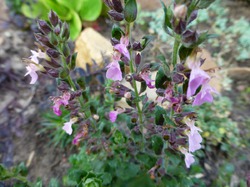   ( )Calamintha nepeta.    .