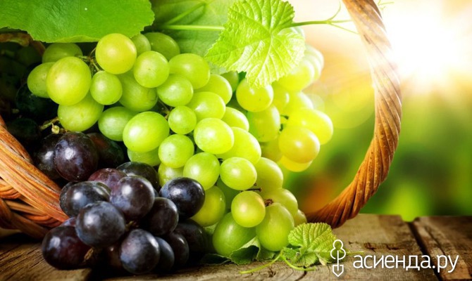 Лучшие сорта винограда для изготовления вин
