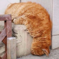 Котики.