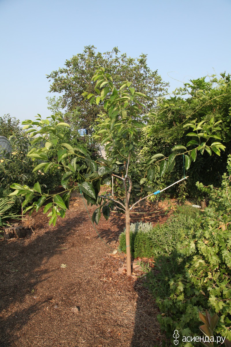 Хурма выращивание в открытом грунте