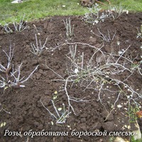 Укрытие роз на зиму в средней полосе России, фотографии