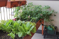 Выращивание растений на балконе