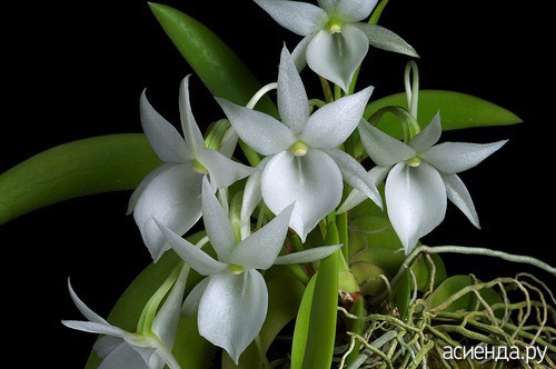 Сорта Орхидей С Фото