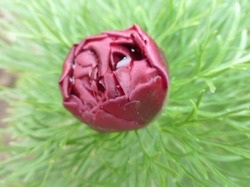  .TENUIFOLIA RUBRA PLENA (  )