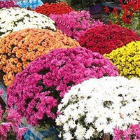 Хризантемы шаровидные (мультифлора)