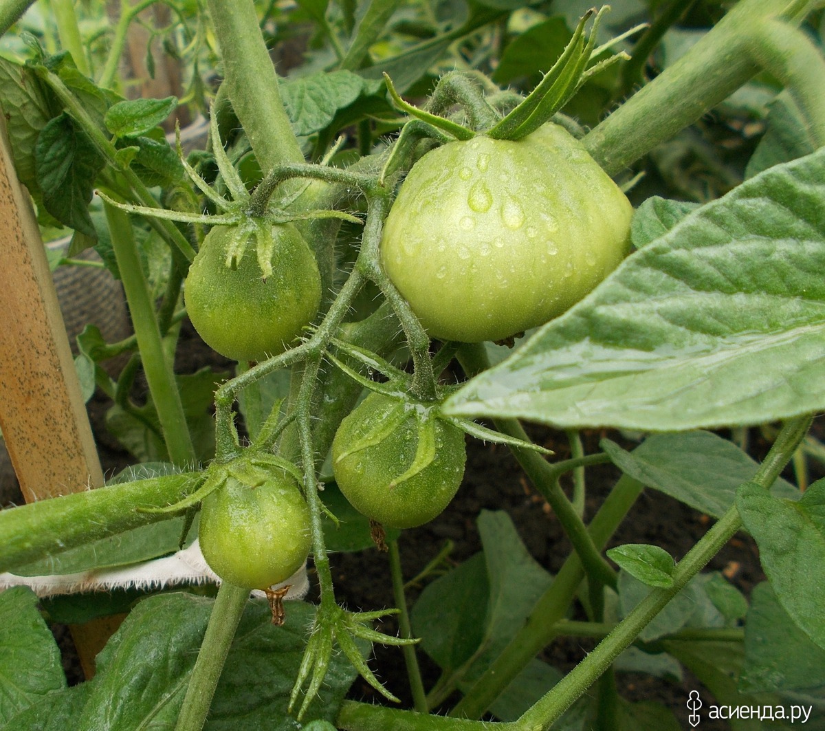 Семена томатов листья