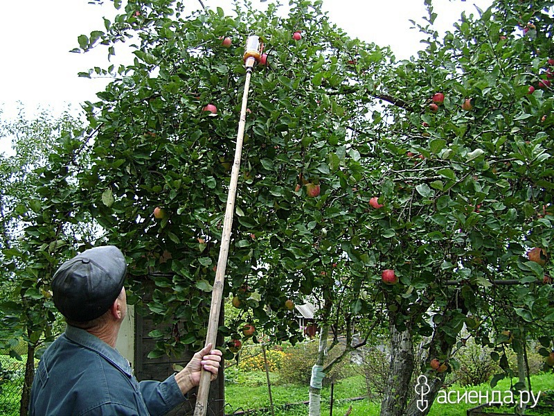 Убрать яблоню. Палка для сбора яблок. Приспособления для сбора яблок с верхушки дерева. Приспособление для снимания яблок с верхушки. Приспособа для снятия груш с дерева.