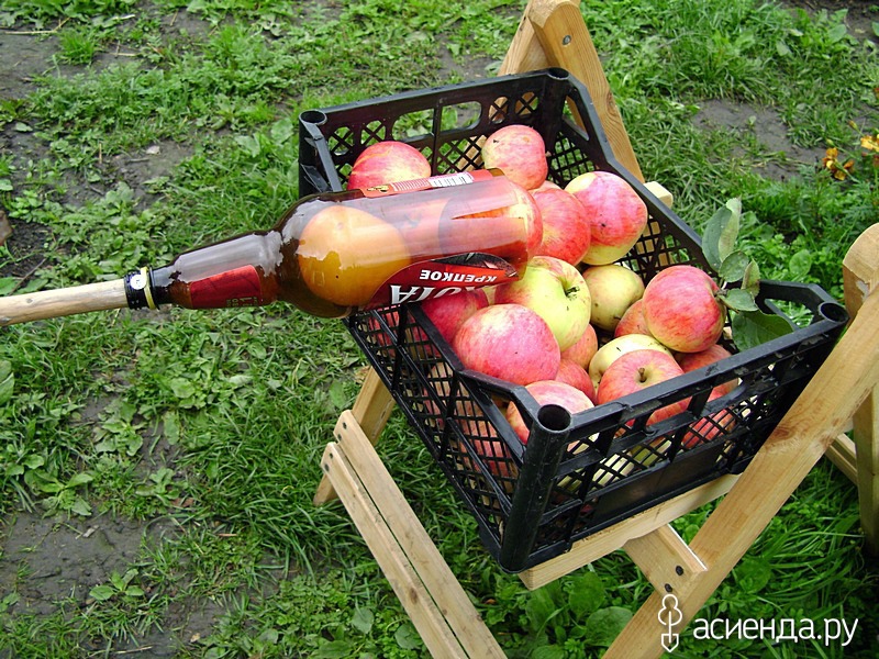 снимать яблоки с яблони