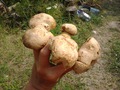 Болеты укореняющиеся.