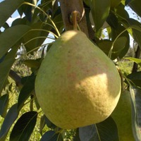 Сорт груши Сладкая из Млиева