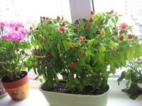 ������� - ��� �� �����������..