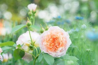 Розы: достойная свита для королевы сада