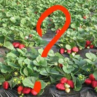 Подскажите, пожалуйста, что делать с ранними посылочками?