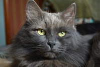 Кот-это страшная сила.