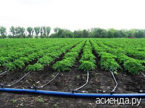 В чем польза капельного полива