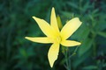    - (emerocallis citrina)