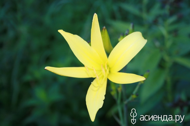    - (emerocallis citrina)