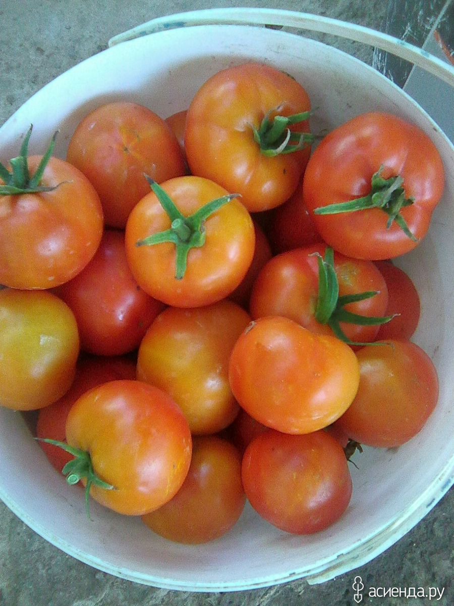 Семена томатов катя. Сорт томатов Катя. Томат Катюша. Томат котя. Томат Катенька.