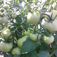 Томат Катя