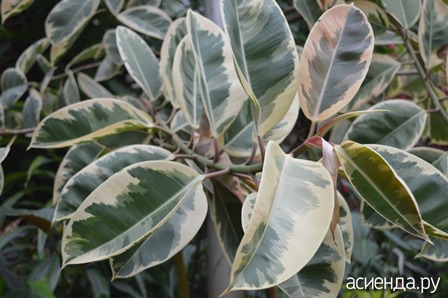     (. Ficus elastica Tineke)