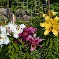 Лилии в моем саду