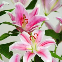 5 СПОСОБОВ РАЗМНОЖИТЬ ЛИЛИИ