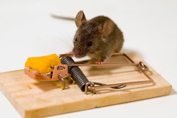 Ловушки для мышей своими руками: как сделать и использовать?
