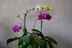 Немного об орхидеях