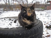 Кошачья наследственность