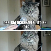 День кота!
