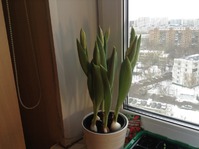 А у меня на окне зацветают тюльпаны