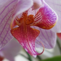 3 мифа о выращивании орхидеи фаленопсис