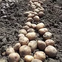 Выращиваем картофель в Воронежской области