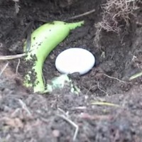 Чем удобрять почву