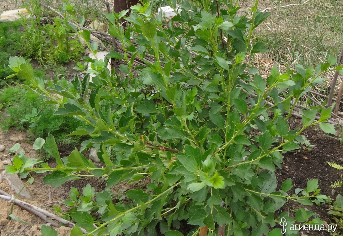 Кусты сорняки. Кустарник сорняк. Колючий кустарник сорняк. Сорняки древовидные. Кустовые сорняки.