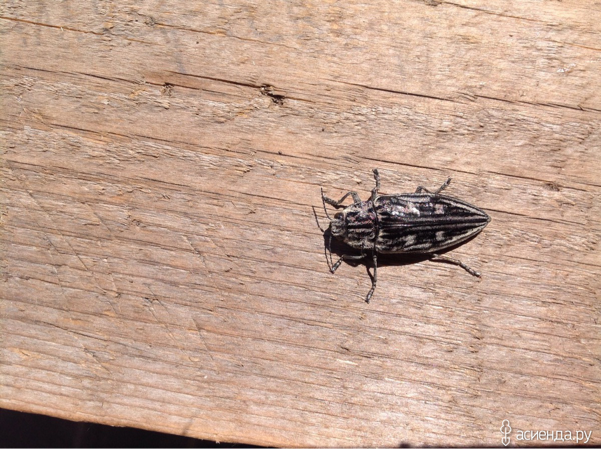Черный жук похожий на таракана. Черные жуки похожие на тараканов. Чёрный Жук похожий на таракана. Чёрные жуки в доме похожие на тараканов. Жуки похожие на тараканов на даче.