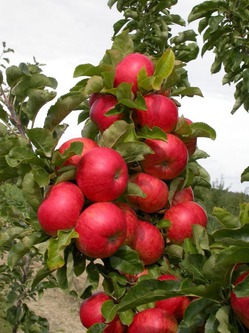 Особенности колоновидных яблонь и лучшие сорта