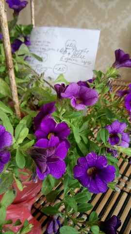 Calibrachoa Calita Blue Eye Plug Plant