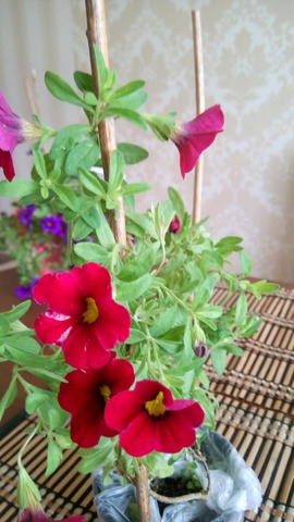 CALIBRACHOA CALITA DEEP RED