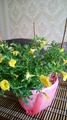 Calibrachoa Yellow