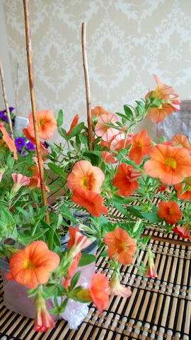 CALIBRACHOA SUPERBELLS ORANGE PUNCH