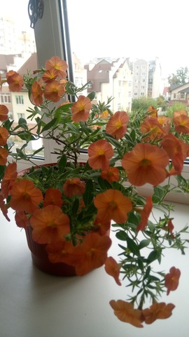 CALIBRACHOA SUPERBELLS ORANGE PUNCH