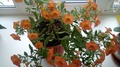 CALIBRACHOA SUPERBELLS ORANGE PUNCH